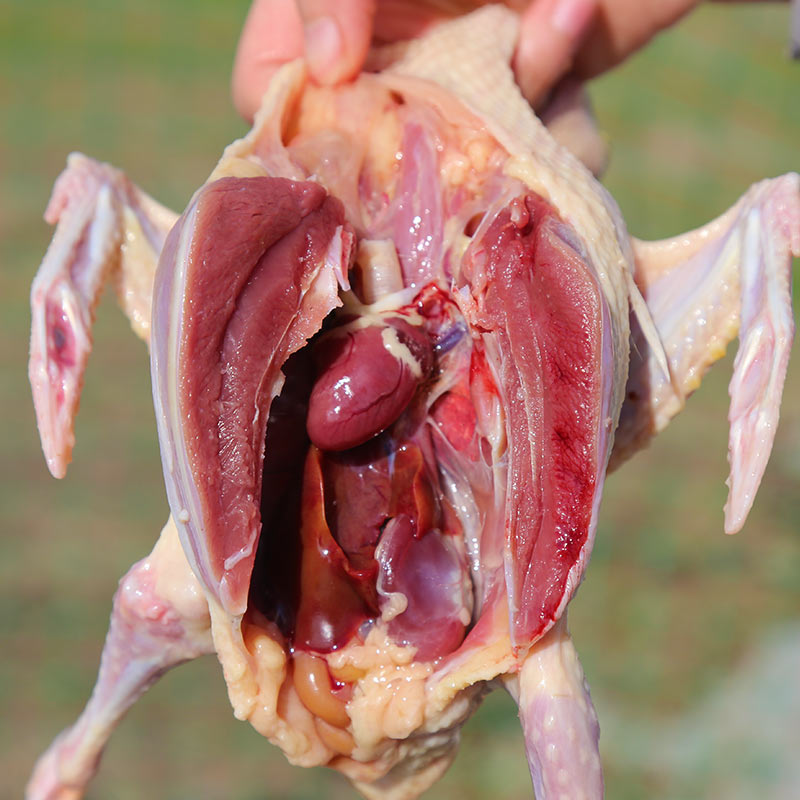 美乡新鲜乳鸽3只装