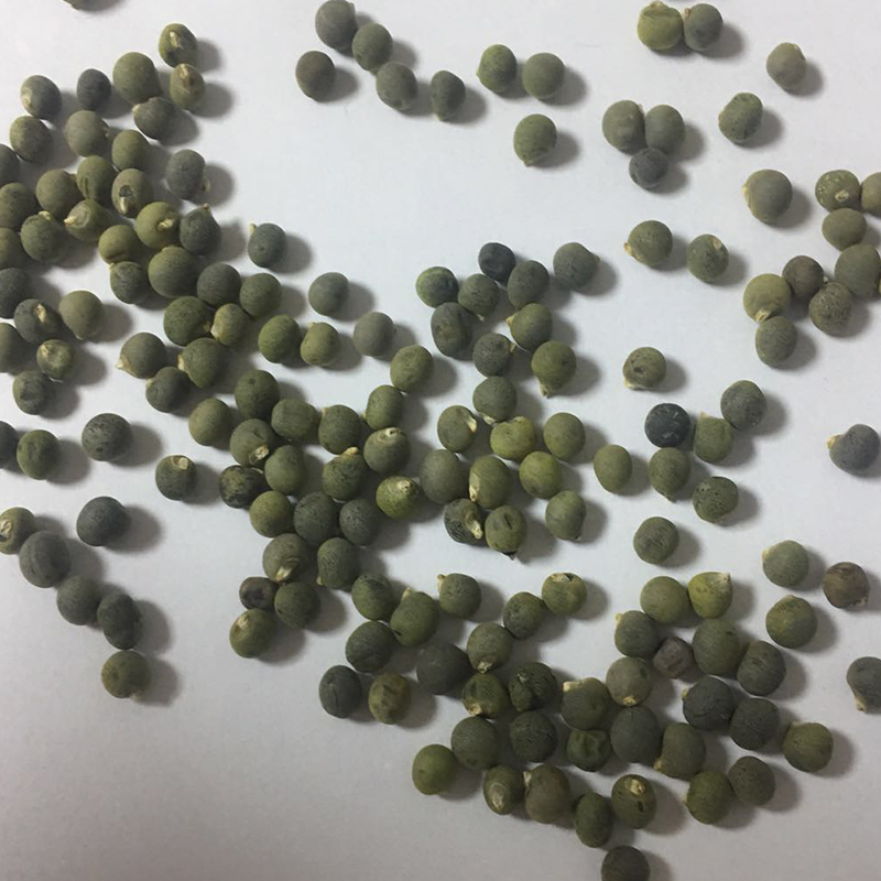 凤鸣雅世秋葵种子四季菜种籽阳台春秋季蔬菜种孑菜籽早熟大田基地种植