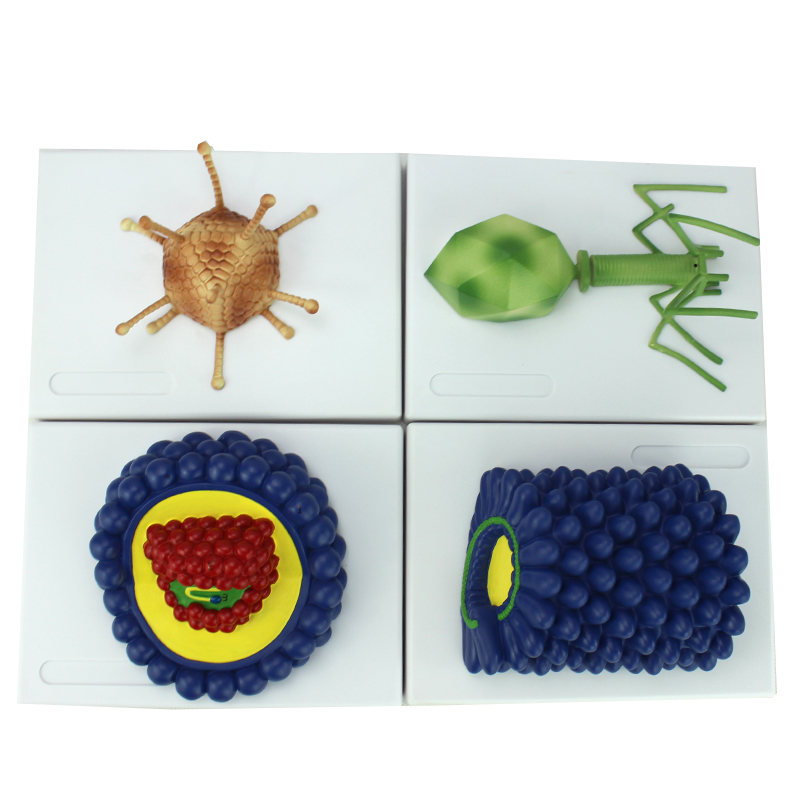 novo颐诺微生物学病毒模型教学生命科学