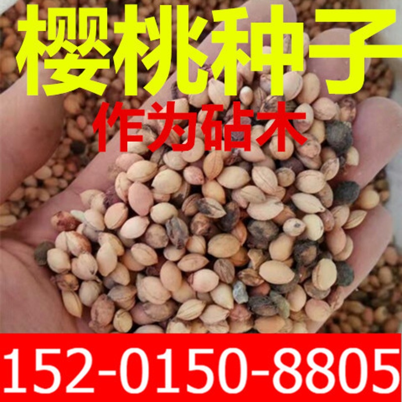 元冬新采樱桃种子  樱桃种子砧木籽 樱桃种子 马哈利种子50粒