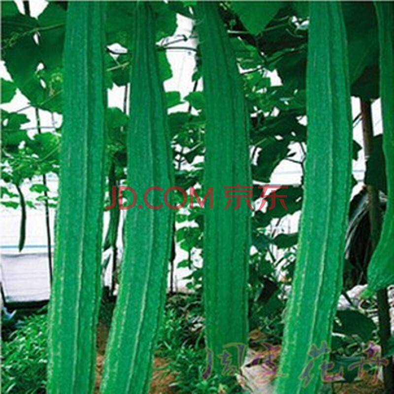 苏购蔬菜种子阳台盆栽种子四季播 黄瓜种子南瓜苦瓜 香瓜丝瓜砍瓜种子