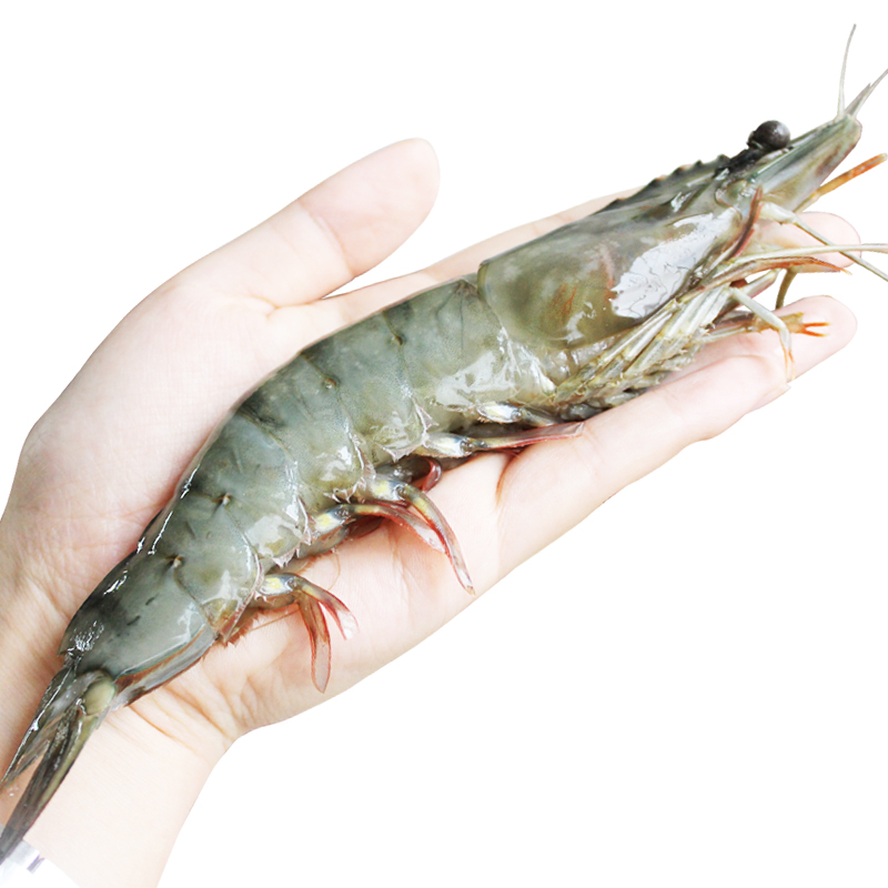 【 大个头 单只16-18厘米 吃过瘾 】丰度 活冻青岛大虾 1kg 15只 盒装