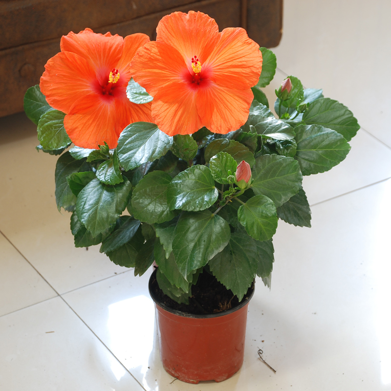 丹麦木槿盆栽 朱槿花苗 扶桑花阳台庭院植物四季开花绿植花卉盆栽