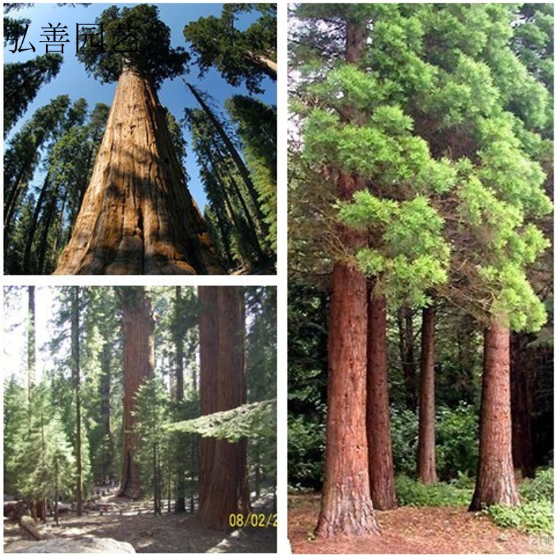 元冬巨杉种子 北美红杉种子 世界爷 名贵木材树种子 云杉 银杉松 巨杉