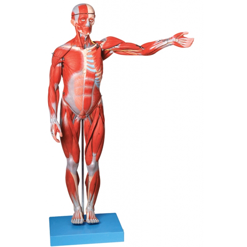 ENOVO颐诺 170CM 人体全身肌肉附内脏解剖模型 仿真人体肌肉解剖标本内脏器官脏器结构