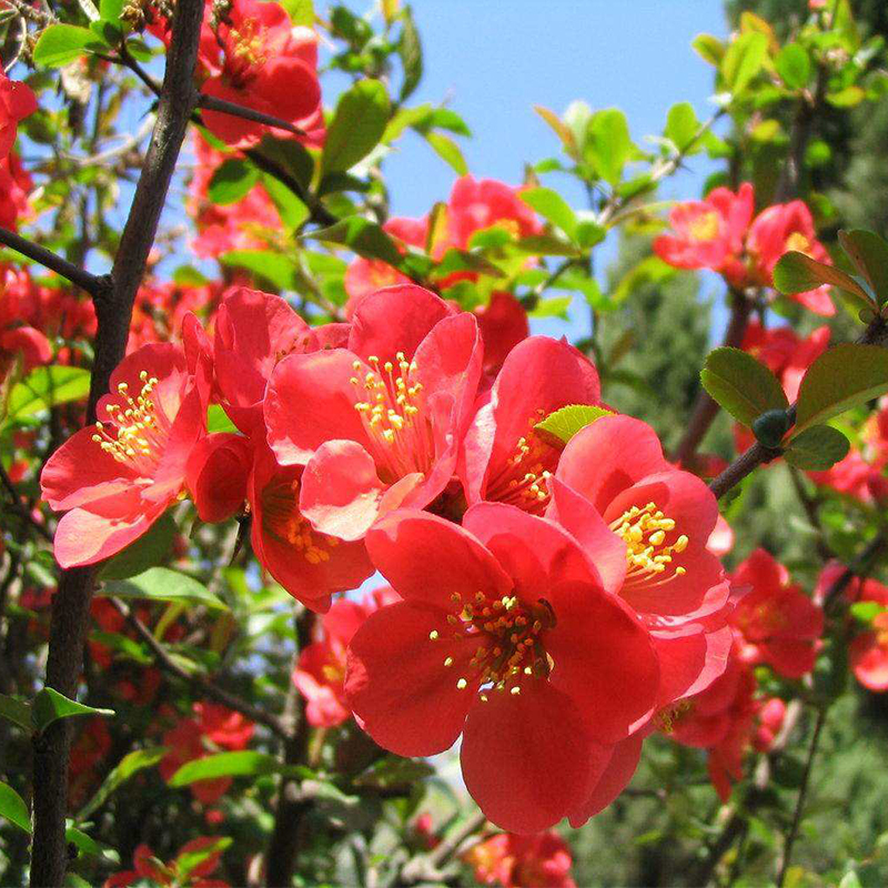 盆栽树苗日本铁杆北美海棠盆庭院阳台室内耐寒四季花卉植物 铁杆海棠