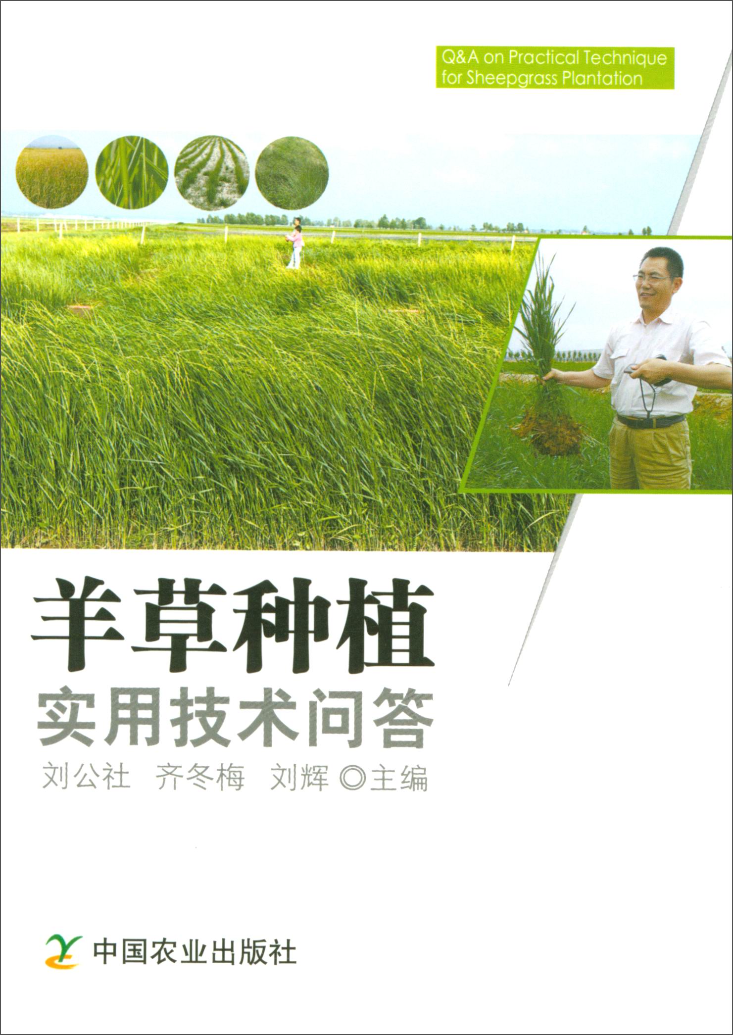 羊草种植实用技术问答