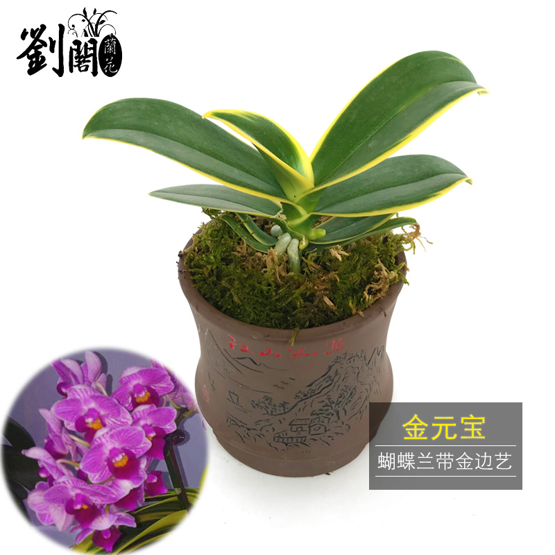 刘阁兰花 精品金边蝴蝶兰 金元宝 冬带花芽出售线艺兰花苗好养花卉