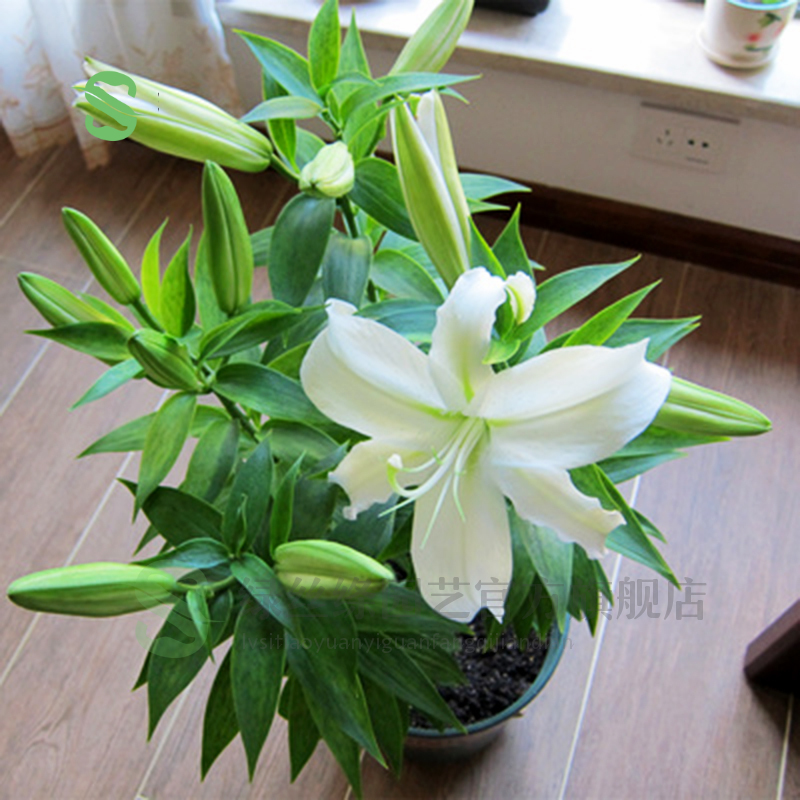 百合花 相关京东优惠商品排行榜 2 价格图片品牌优惠券 虎窝购 百合花 相关京东优惠商品排行榜 2 价格图片品牌优惠券 虎窝购