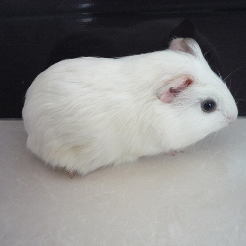 朗缤荷兰猪活体宠物豚鼠天竺鼠小宠物荷兰猪活物 纯白色荷兰猪 1只