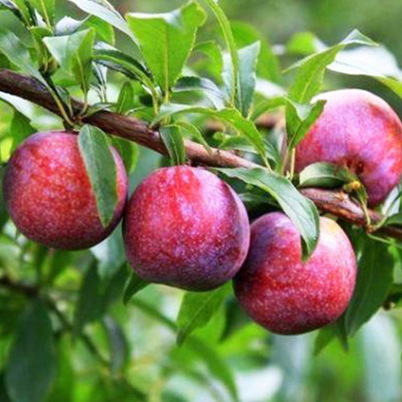 三华李树苗米李果树苗早熟迟熟三华李树苗盆栽苗嫁接三华李苗 三华李