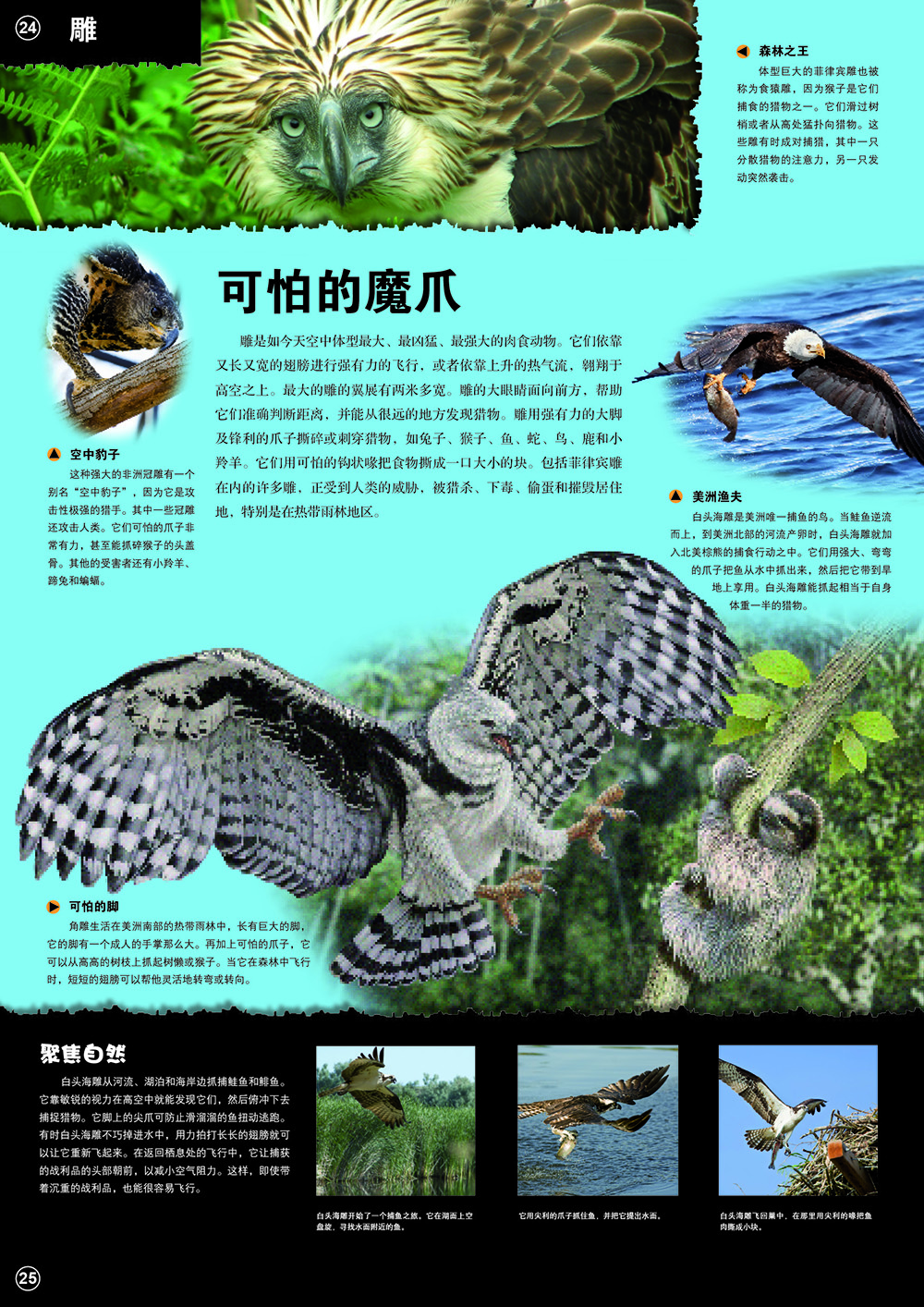 肉食动物3d立体翻翻书(3-6-8-10岁以上青少年科普百科全书科学动物早教绘本图鉴小学生课外读物)详情图