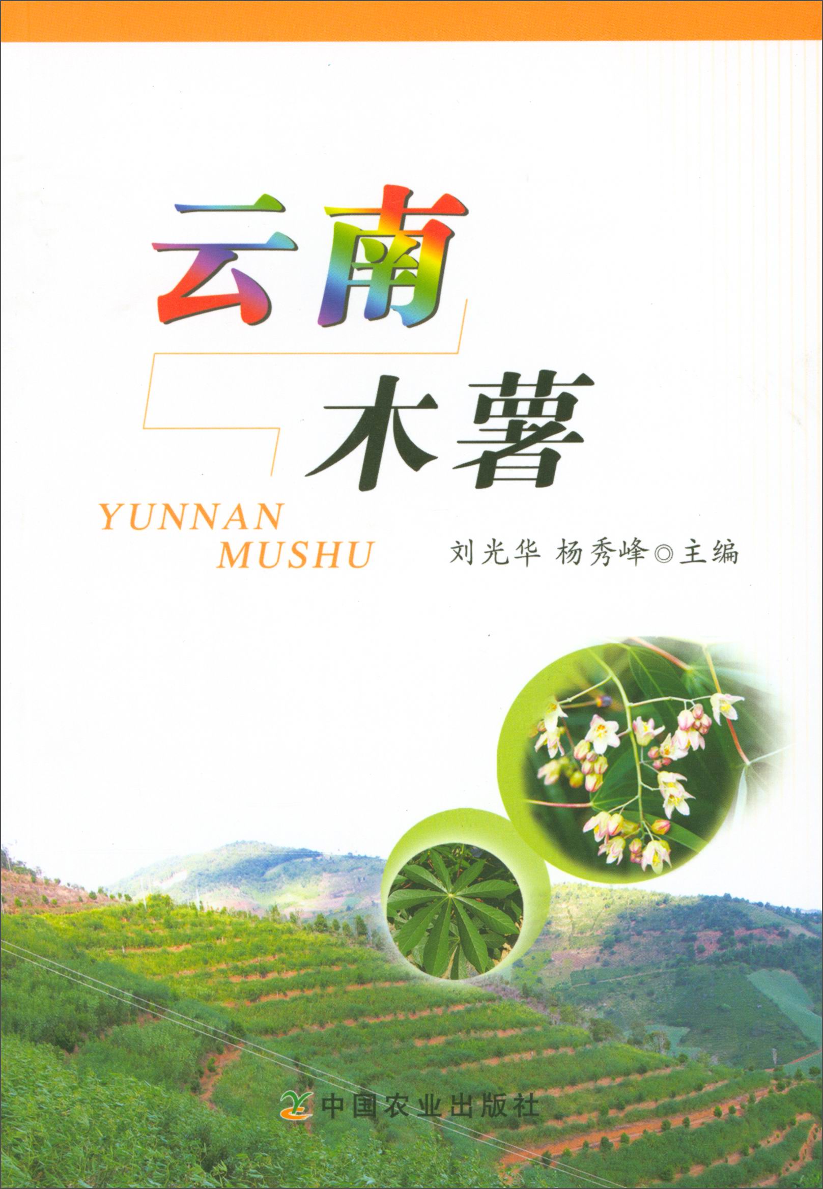 云南木薯