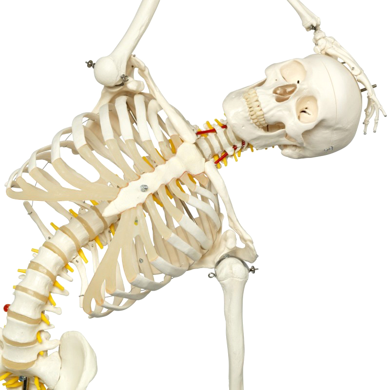 颐诺ENOVO 医学170CM人体骨骼模型医学用脊柱弯曲瑜伽运动健身可拆人体骨架结构骨科运动脊柱模型