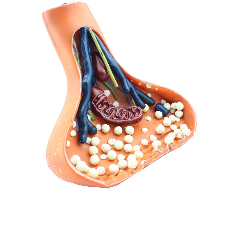 enovo颐诺神经突触模型化学突触synapse医学用人体神经系统解剖神经元