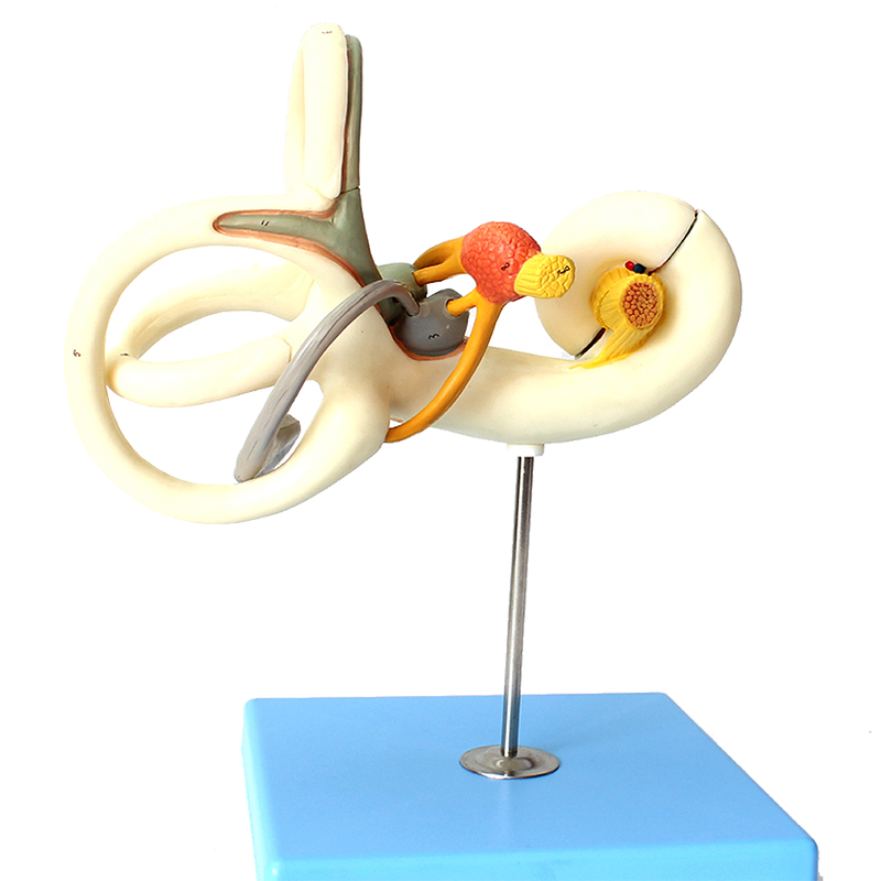 enovo颐诺人体内耳迷路放大模型 听觉系统耳鼻喉科五官神经科教具