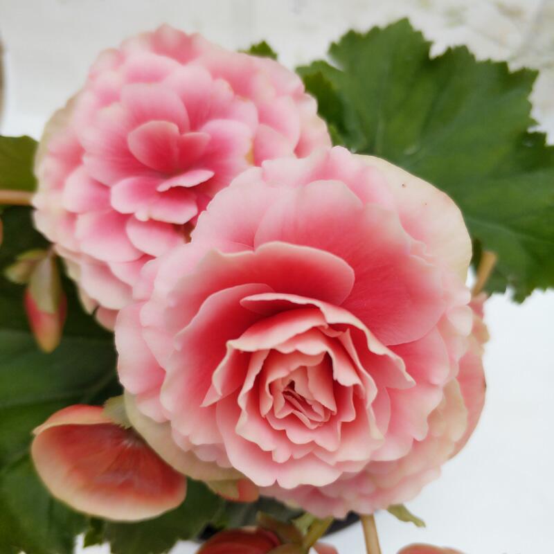 室内花卉绿植玫瑰海棠盆栽丽格海棠花苗重瓣四季开花 粉红色【带花】