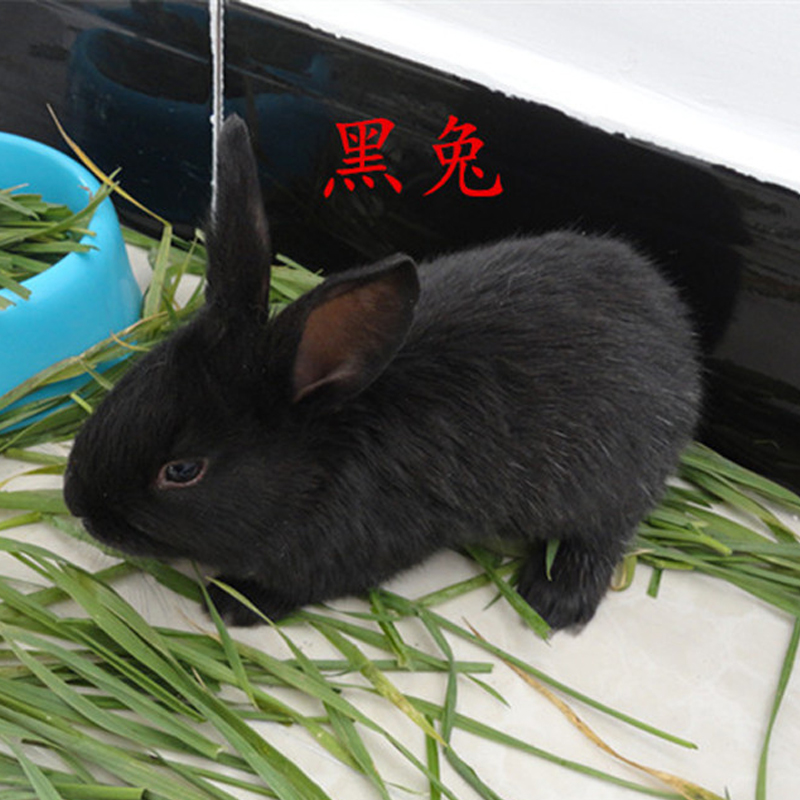 小黑公主兔2只(一公一母)