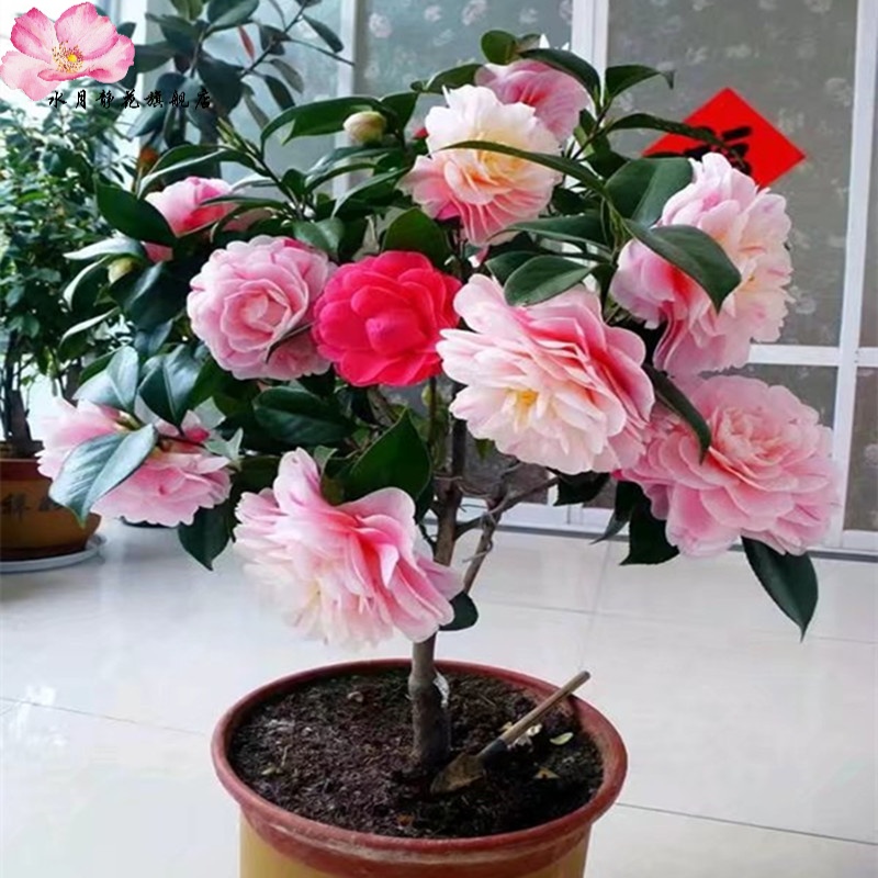 水月静花水月静花  茶花苗山茶花盆栽茶花精品茶花树苗客厅阳台绿植