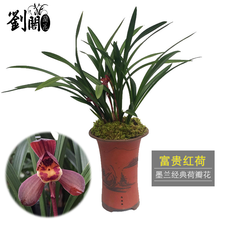 劉閣蘭花兰花苗墨兰富贵红荷 冬带浓香花苞出售红色大花浓香 室内好养