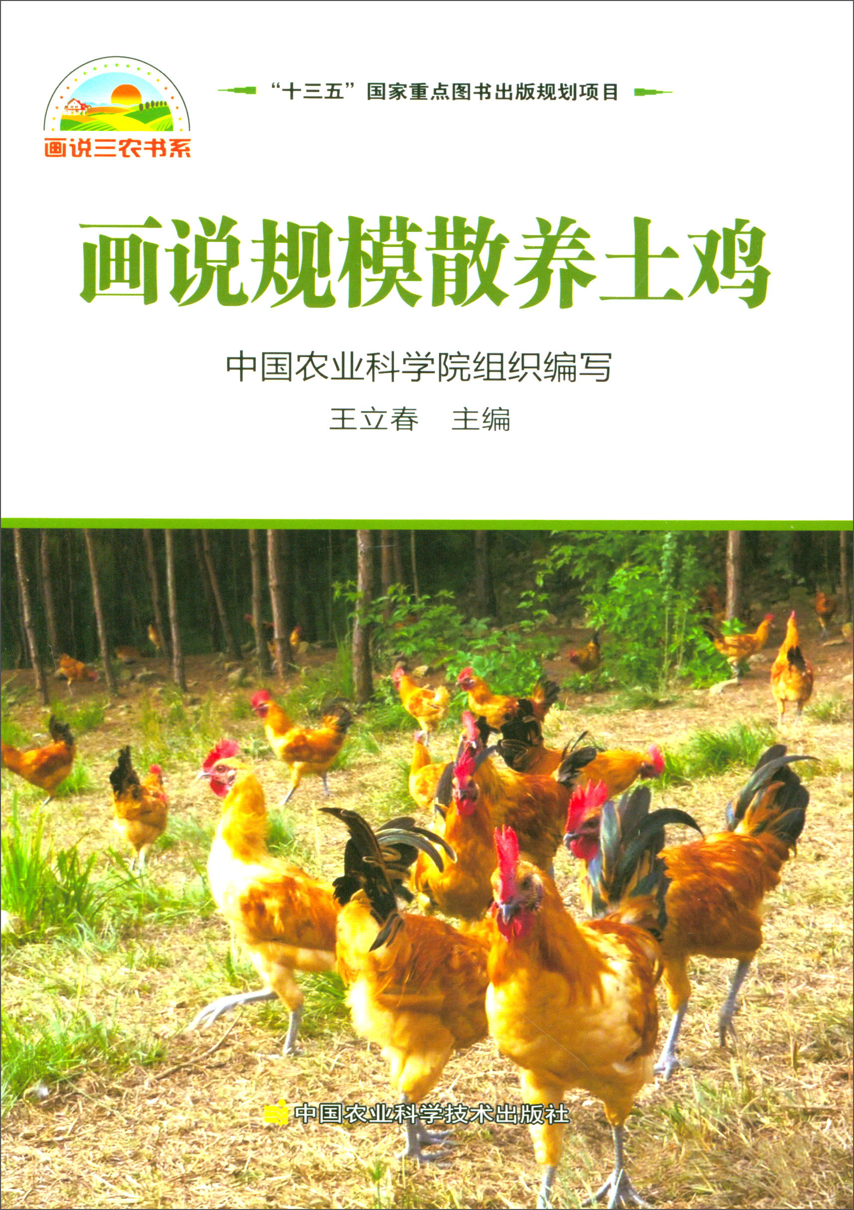 画说规模散养土鸡