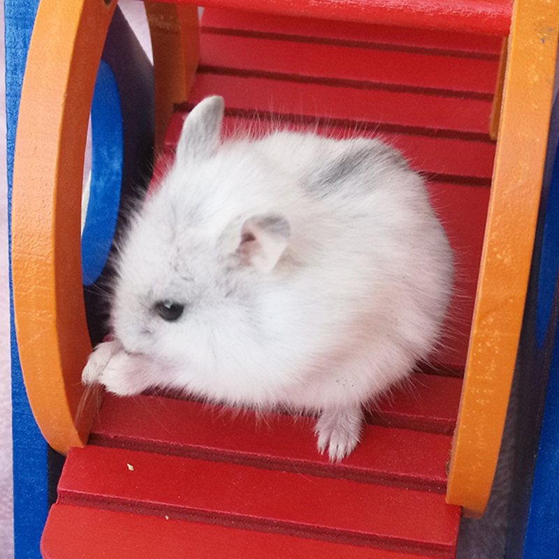 贵卡 活体仓鼠 仓鼠宝宝 宠物 白色1只(可选公母)