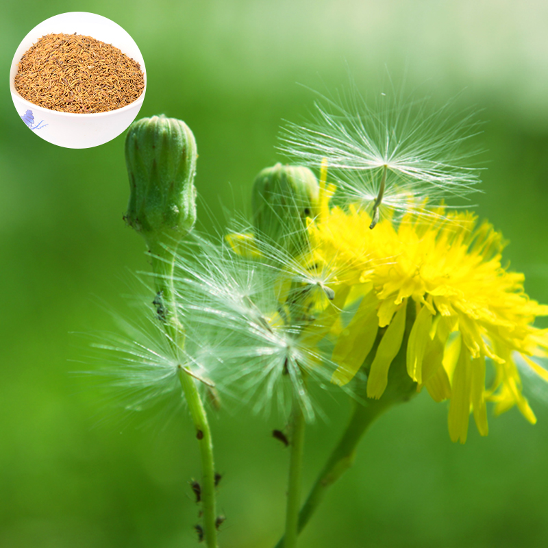 绿中城野生蒲公英种子种籽四季婆婆丁种孑春秋冬季种植易活室外种植