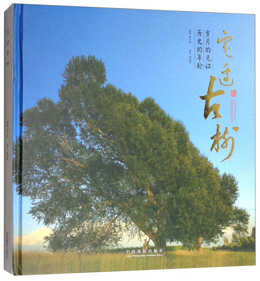 定边古树