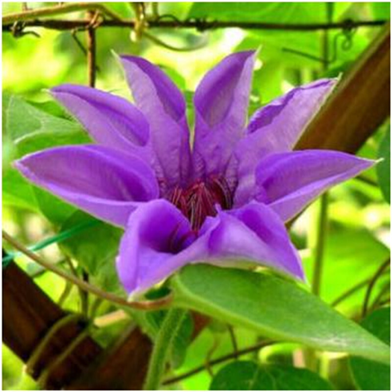 攀援花卉 铁线莲种根 铁线莲种球 四季开花 红火焰 3年苗