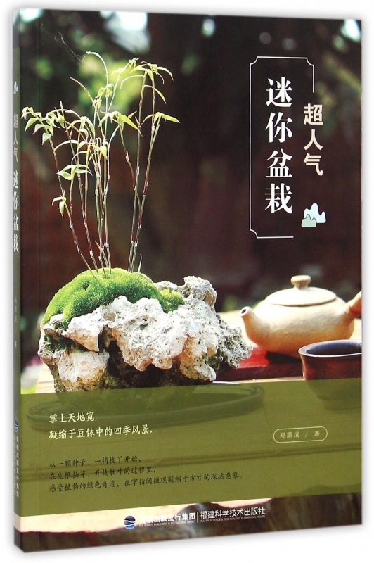 超人气迷你盆栽