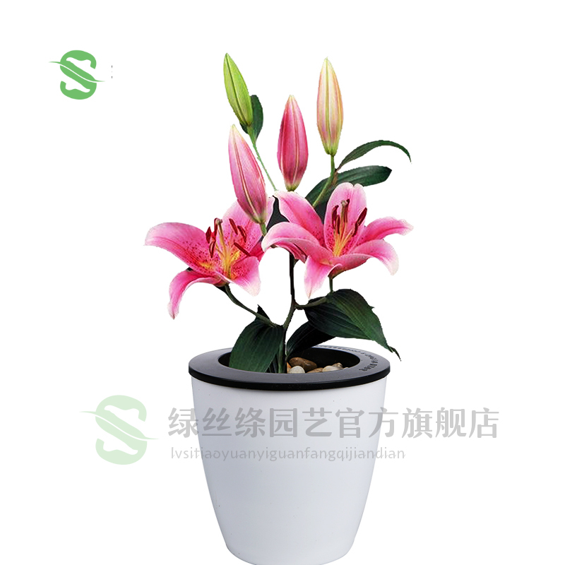 百合花 相关京东优惠商品排行榜 价格图片品牌优惠券 虎窝购 百合花 相关京东优惠商品排行榜 价格图片品牌优惠券 虎窝购