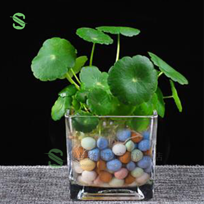 季常青好养活办公室内阳台客厅鱼缸造景植物 铜钱草(玻璃方盆 彩陶粒)