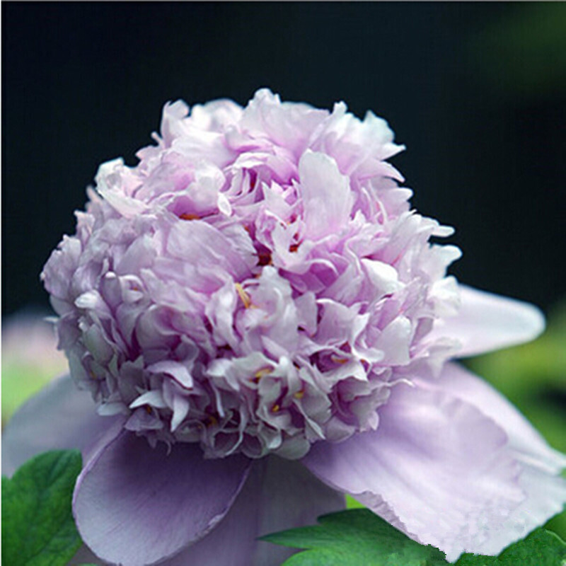 牡丹树苗 当年开花 室内阳台花卉绿植盆栽 庭院绿植 观花植物 紫蓝魁