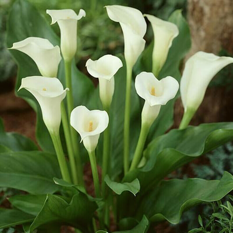 蔬泰乐镜之月阳台盆栽地栽 马蹄莲种球 室内室外花卉绿植盆栽 马蹄莲