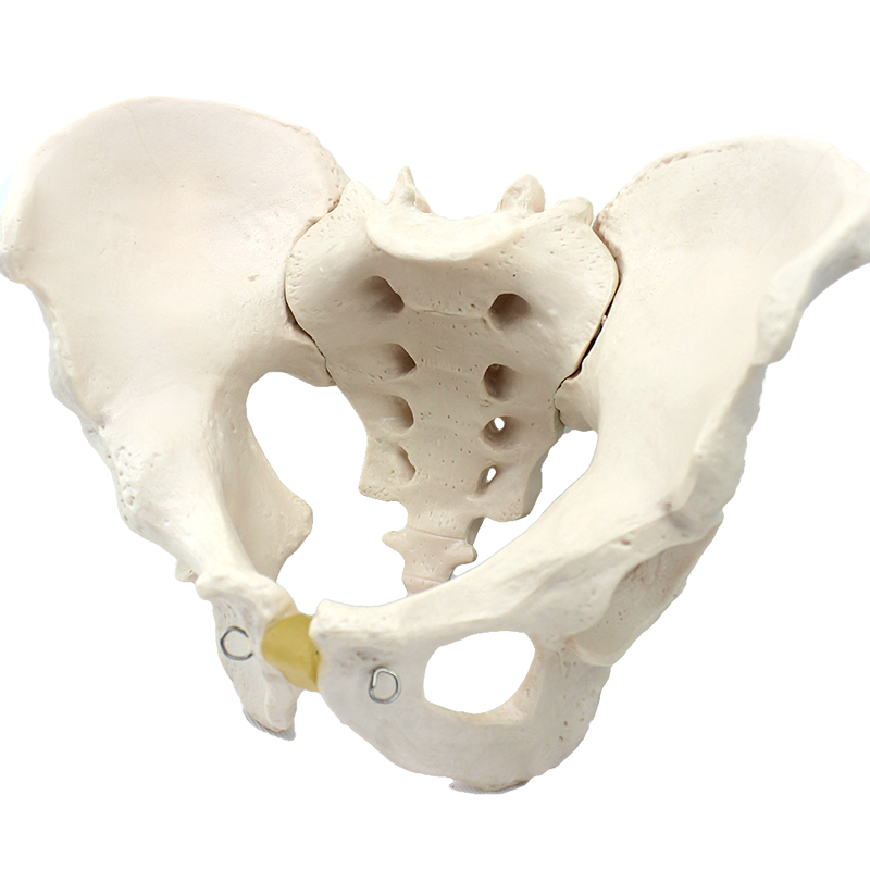 标本髂骨坐骨尾骨模型 人体骨骼模型 男骨盆髋骨解剖骶髂关节疼痛科骨