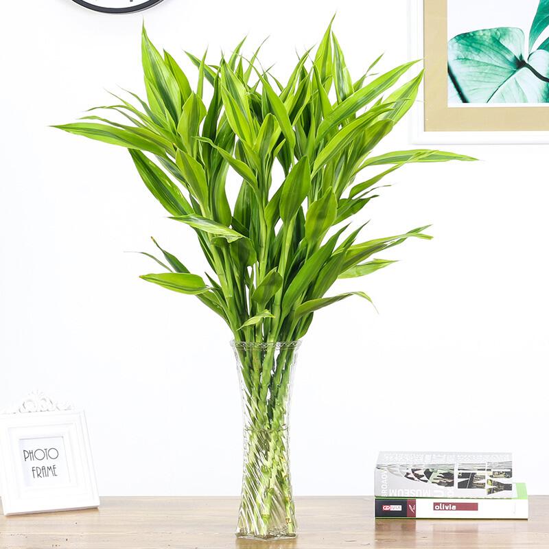 观音竹大叶竹转运竹客厅办公室水培植物 室内盆栽绿 金边竹80厘米10支