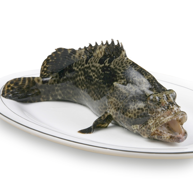 【活鲜】京鲜生 鲜活老虎斑 龙胆鱼700-800g 1条