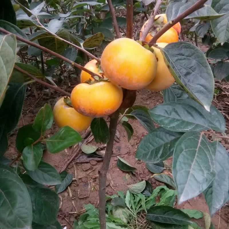欧悟太秋脆甜柿子树苗摘下就可以吃南北方种植庭院
