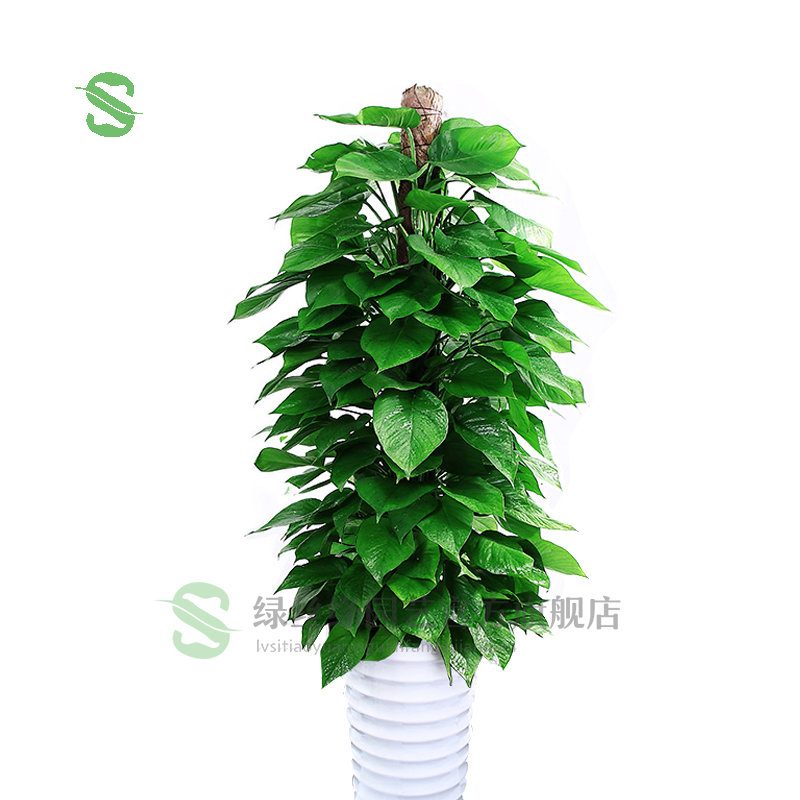 绿丝绦发财树盆栽散尾葵绿萝大型室内绿植客厅办公室会议室大厅盆栽
