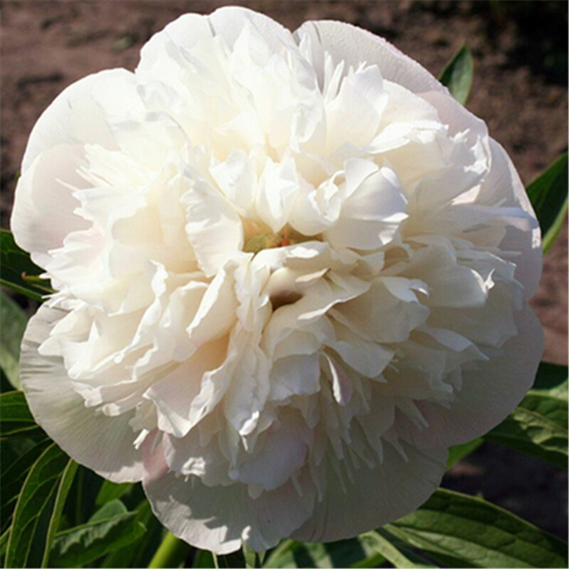 好 带芽芍药种根 根块 芍药花苗盆栽地栽花卉庭院阳台植物 白芙蓉a