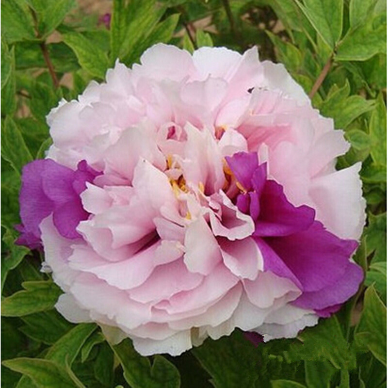 牡丹花苗 盆栽牡丹树苗 当年开花 室内阳台花卉绿植盆栽 庭院绿植 观