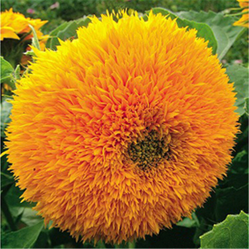 草花籽多头向日葵 迷你向日葵玩具熊向日葵彩色向日葵观赏向日葵种子