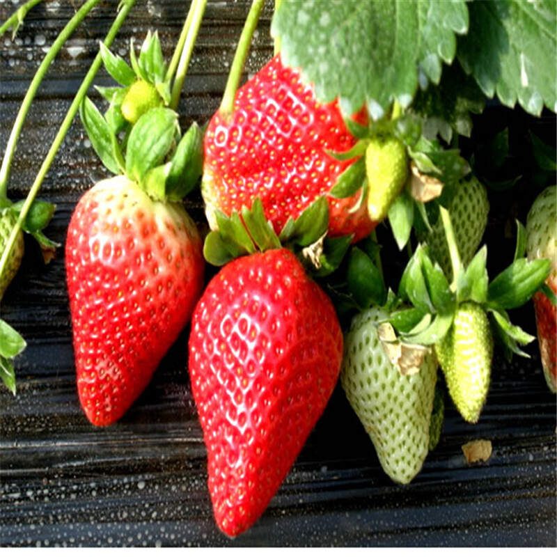 批发草莓苗10棵 盆栽地栽果树苗 四季草莓苗 当年结果 丰香草莓10棵