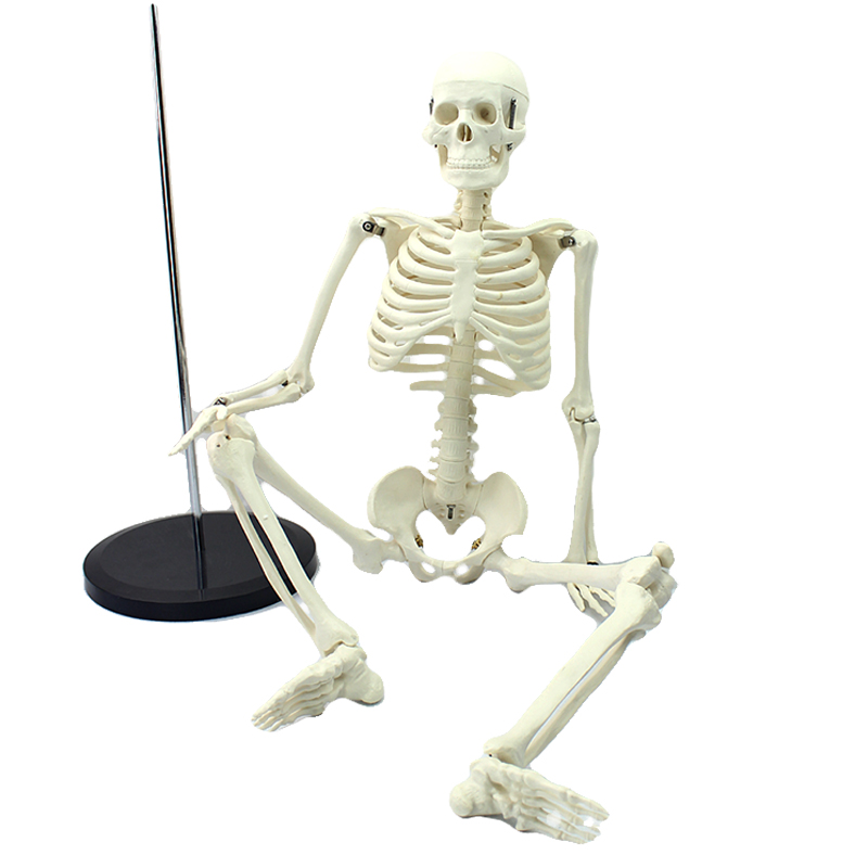 85cm人体骨骼模型骨骼骨架教学模型经典小白骨架运动健身瑜伽骨骼结构