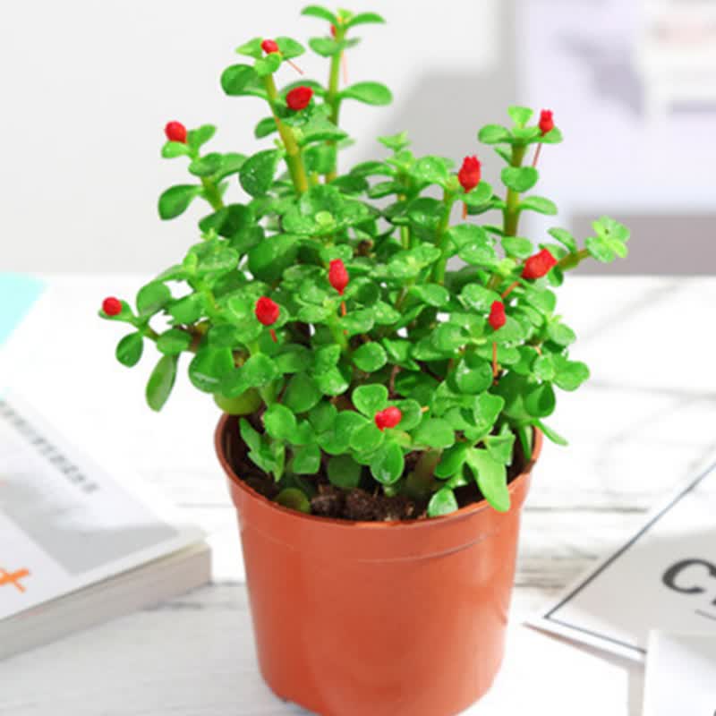 玉叶老桩造型多肉植物室内阳台办公室花卉绿植盆栽 金枝玉叶小苗整盆