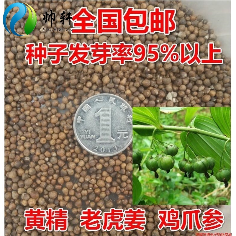帅轩 新采收种子 鸡头黄精种子 老虎姜种子提供播种技术 黄精种子50克