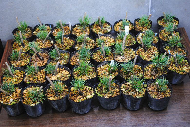 日本微型盆景高档盆景八房五针松那须娘苗纯种
