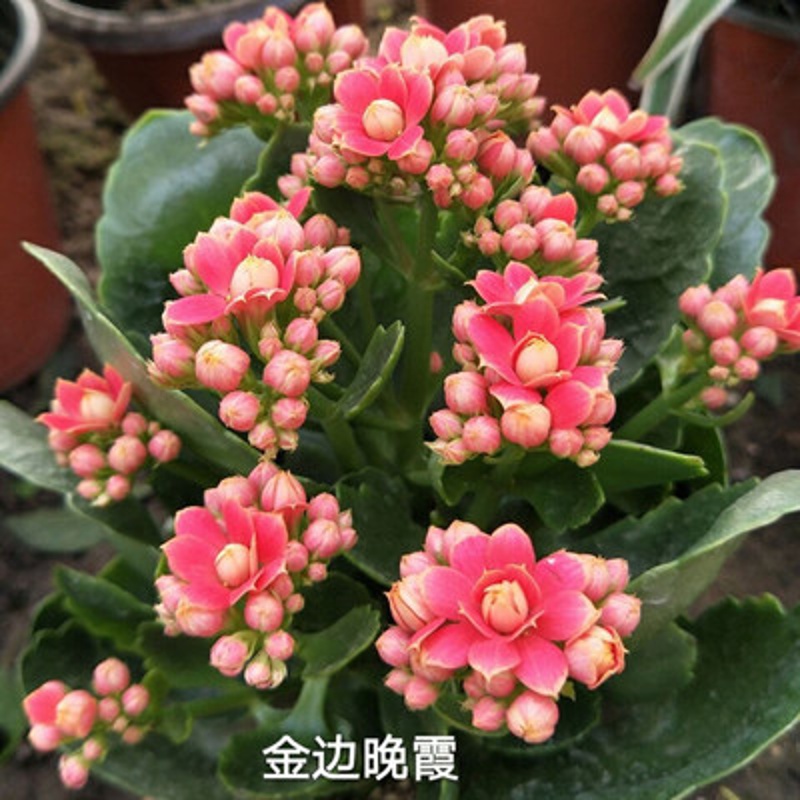 家中有果长寿花重瓣花卉盆栽四季观花植物 四季开花盆栽带花苞发货