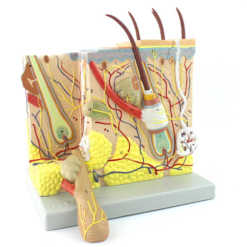 放大版人体皮肤解剖结构模型微创皮肤 美容 微整形脸面部皮肤模型标本