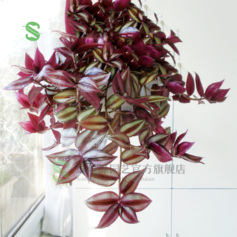 绿丝绦垂吊绿植花卉四季常青阳台客厅庭院悬挂植物 吊竹梅整盆(原装盆